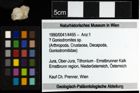 Foto (Objekt + Etiketten) von ? Goniodromites sp. 